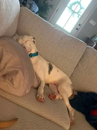Caesar
