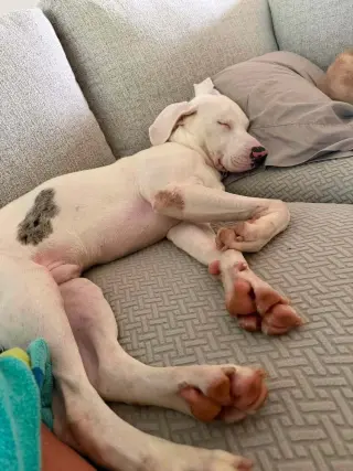 Caesar