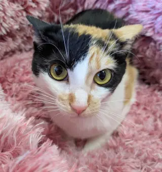 Chloe