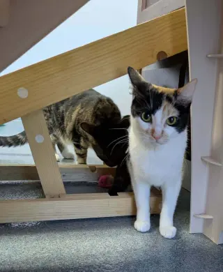 Chloe