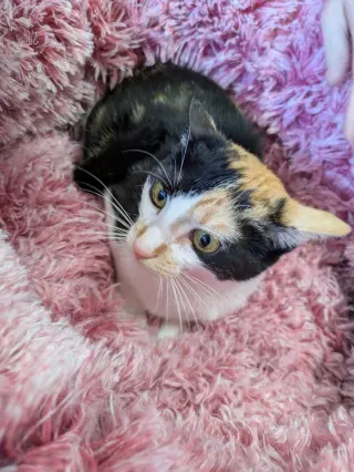 Chloe