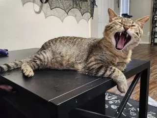 Biscuit (FIV+)