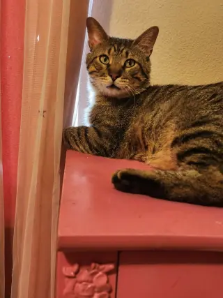 Biscuit (FIV+)