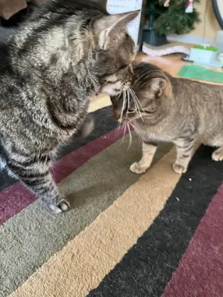 Nutmeg