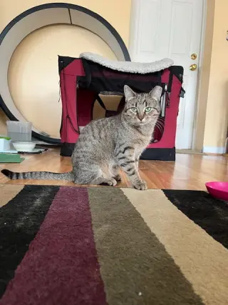 Nutmeg