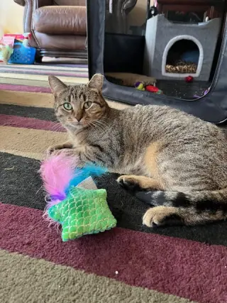 Nutmeg