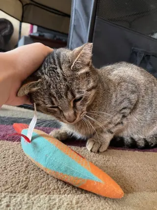 Nutmeg