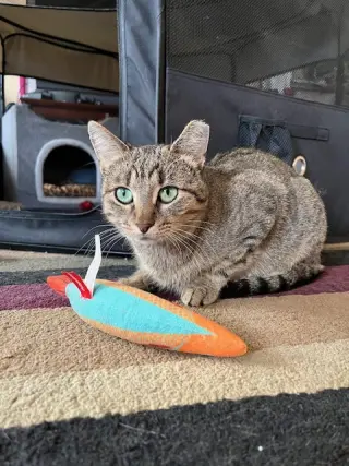 Nutmeg