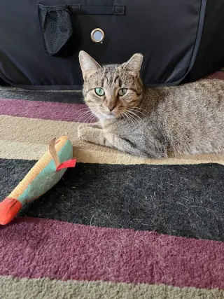 Nutmeg