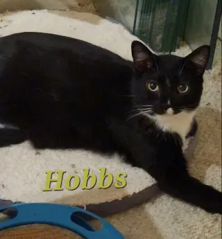 Hobbs