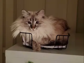 Poof