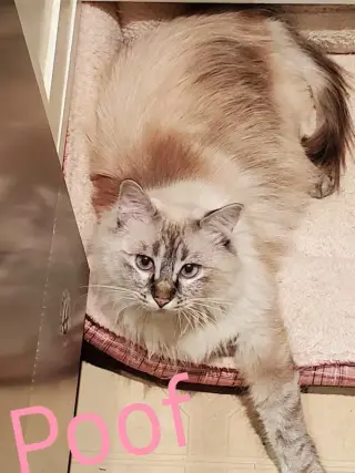Poof