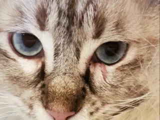 Poof