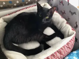 Skye