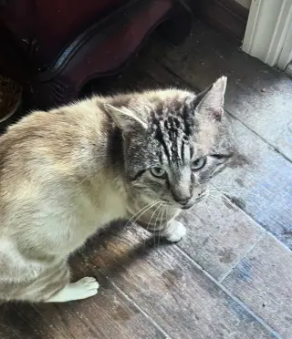 Sterling