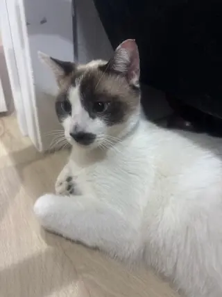 Racoon