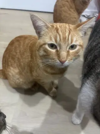 Cheetos