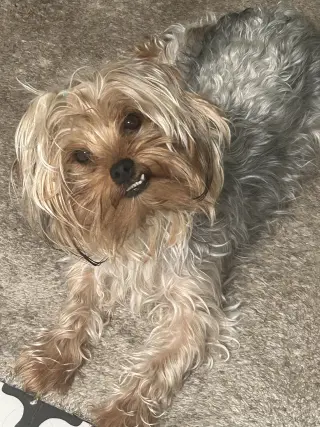 Lady