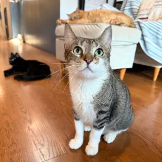 Delcie