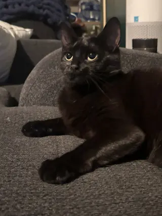 Fern