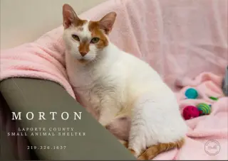 Morton
