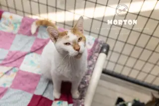 Morton