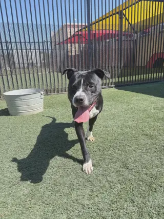 Titus - In Foster!