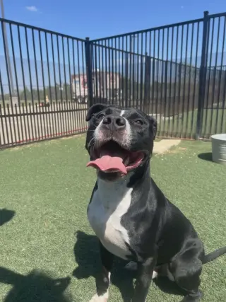 Titus - In Foster!