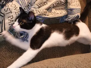 Milkshake (lovebug!)