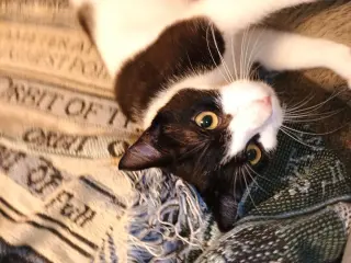 Milkshake (lovebug!)