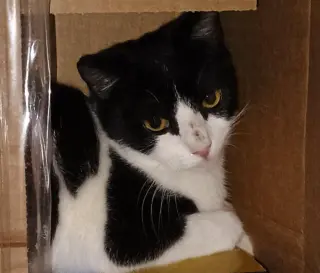 Milkshake (lovebug!)