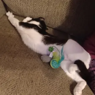 Milkshake (lovebug!)