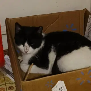 Milkshake (lovebug!)