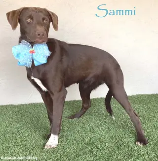 Sammi