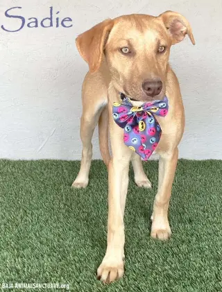Sadie