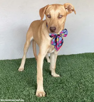 Sadie