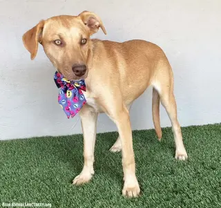Sadie
