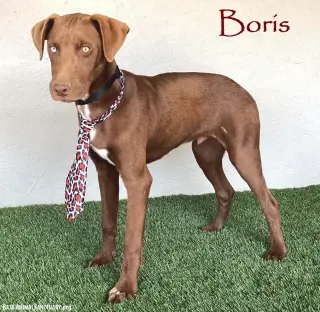 Boris