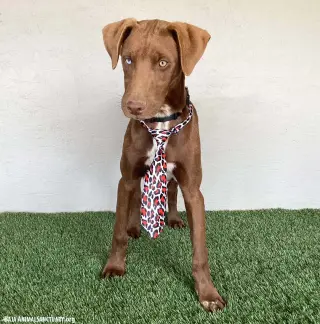 Boris