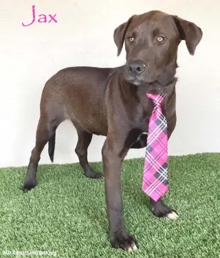 Jax