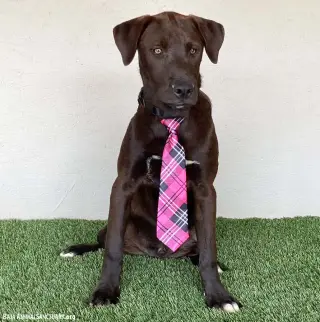 Jax