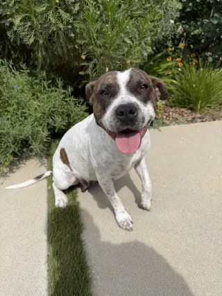 ROKI