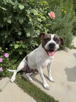 ROKI