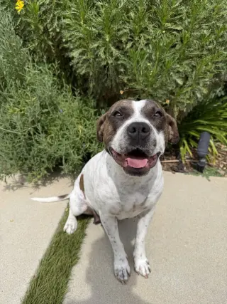 ROKI