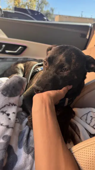 Finn *BONDED PAIR WITH JAKE*