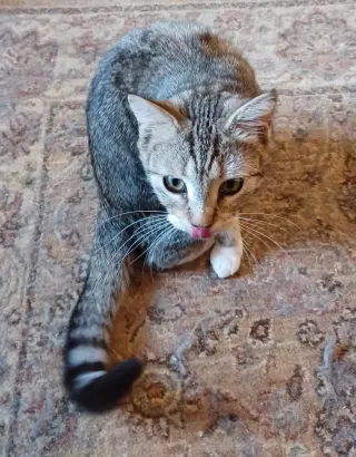 CoCo