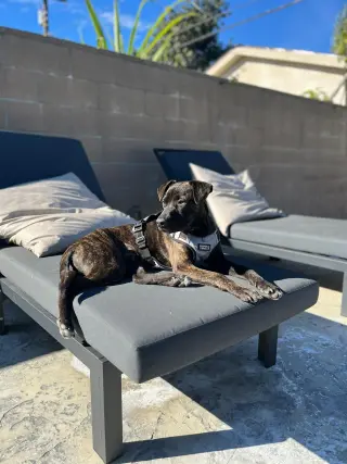 Jake *BONDED PAIR WITH FINN*