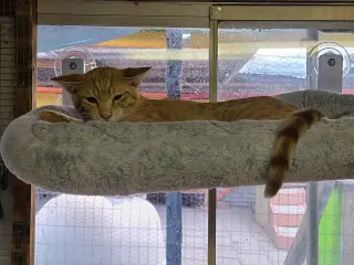 Freddy