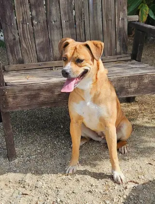 Mia (Courtesy Post) Foster or Adopt Me!