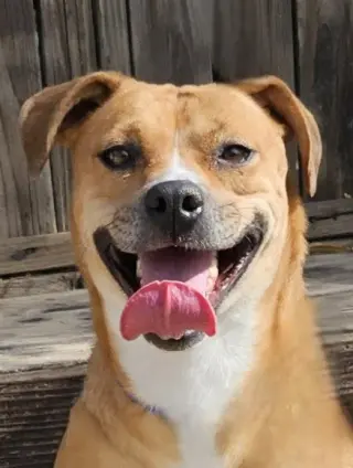 Mia (Courtesy Post) Foster or Adopt Me!